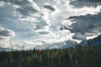 Landscape Photography of Pampas Grass Landscape Photography of Pampas Grass