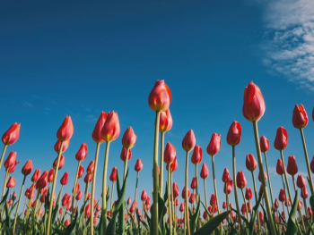 landscape photography of red tulips landscape photography of red tulips