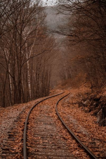 landscape photography of train rails between forest landscape photography of train rails between forest