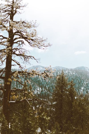 landscape photography of trees landscape photography of trees