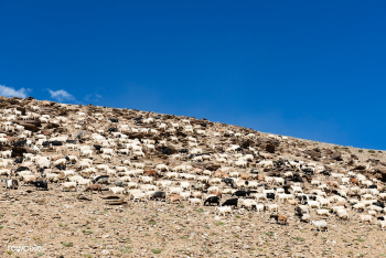 Landscape sheep asia | Free stock photo - 90462 Landscape sheep asia | Free stock photo - 90462
