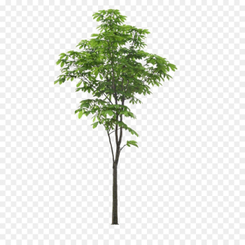 Landscape Tree - Landscape foreground tree Landscape Tree - Landscape foreground tree