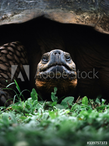 Large gal√°pagos tortoise Large gal√°pagos tortoise