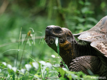 Large gal√°pagos tortoise Large gal√°pagos tortoise