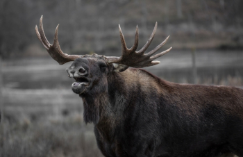 Large Moose Free Photo Large Moose Free Photo