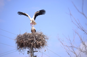 Large Nesting Birds Large Nesting Birds