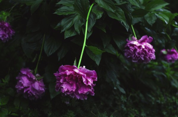 Large Pink Peony Flowers Large Pink Peony Flowers
