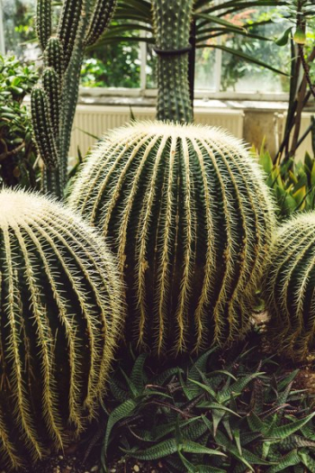 Large Round Cactus Plants In Greenhouse Large Round Cactus Plants In Greenhouse