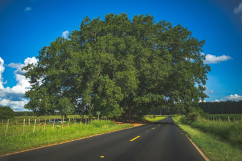 Large Tree Near Asphalt Road Large Tree Near Asphalt Road