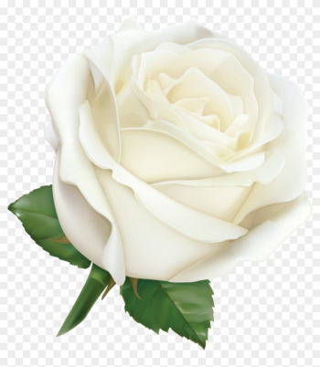 Large White Rose Png Clipart Image K Kyti Ky Kreslen - White Roses Png