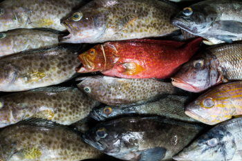 Larger fish on a fish market Larger fish on a fish market