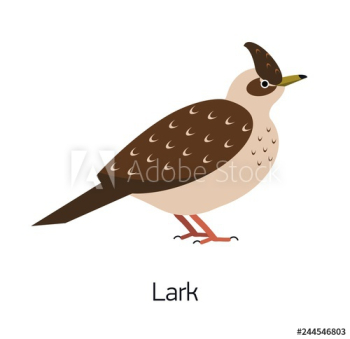 Lark isolated on white background Lark isolated on white background