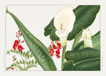Lathyrus & calla lily flower, | Free Photo Illustration - rawpixel Lathyrus & calla lily flower, | Free Photo Illustration - rawpixel