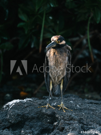 Lava Heron bird Lava Heron bird