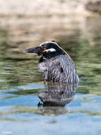 Lava Heron bird | Free stock photo - 595119 Lava Heron bird | Free stock photo - 595119