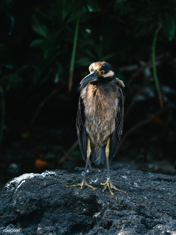 Lava Heron bird | Free stock photo - 595182 Lava Heron bird | Free stock photo - 595182