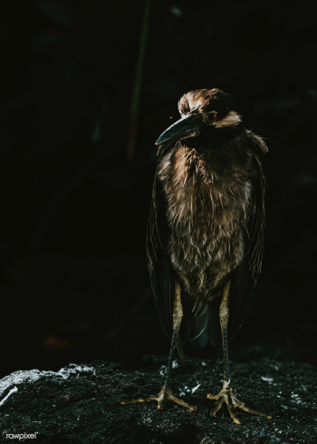Lava Heron bird | Free stock photo - 595195 Lava Heron bird | Free stock photo - 595195