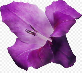 Lavender Lavender