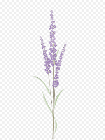 Lavender Lavender