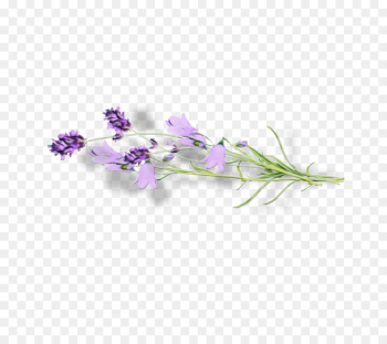Lavender Lavender