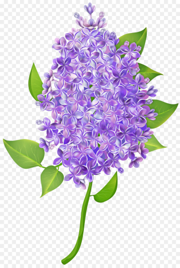 Lavender Lavender