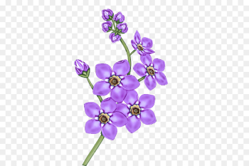 Lavender Lavender
