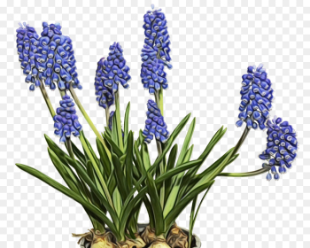 Lavender Lavender