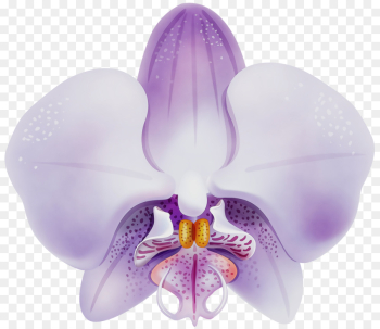 Lavender Lavender