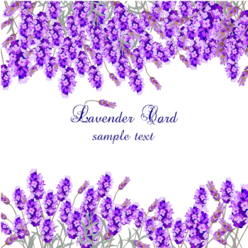 Lavender card template Lavender card template