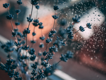 Lavender Flower Beside Window Lavender Flower Beside Window