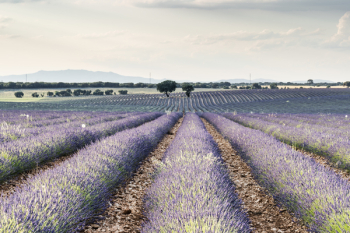 Lavender Flower Field Lavender Flower Field
