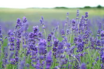lavender flower field blooms at daytime lavender flower field blooms at daytime