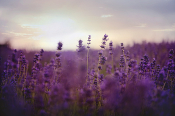 Lavender Flower Field On Bloom Lavender Flower Field On Bloom