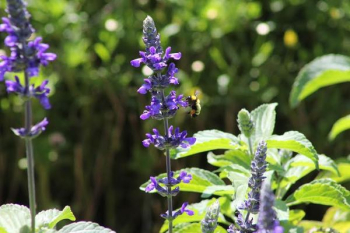 Lavender Flower in Selective Blur Photography Lavender Flower in Selective Blur Photography
