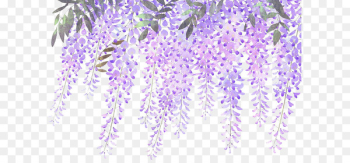 Lavender Flower Purple Wisteria - Painted lavender wisteria flowers 