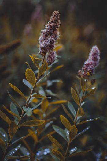 Lavender Flowers Lavender Flowers