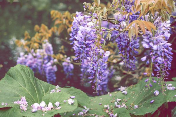 lavender flowers lavender flowers