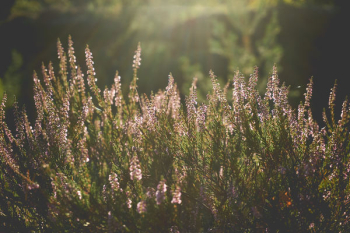 Lavender Flowers Lavender Flowers