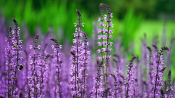 Lavender Flowers Lavender Flowers