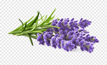 lavender flowers, English lavender Lavender oil Brilliantine Hair Styling Products, oil, purple, violet, oil png