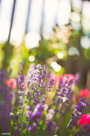 Lavender flowers | Free public domain photo - 432341 Lavender flowers | Free public domain photo - 432341