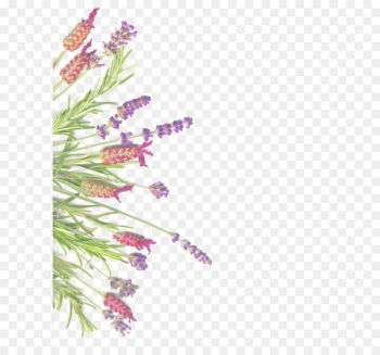 Lavender Herb Rosemary Common sage - Lavender and rosemary isolated on white 