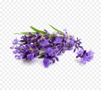 Lavender oil Essential oil Cananga odorata Perfume - lavender 