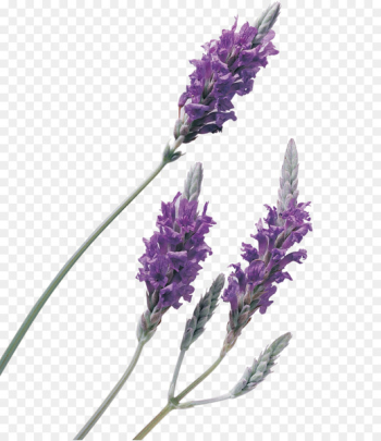 Lavender oil Perfume - Beautiful purple lavender background material 