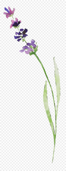 Lavender Plant stem Twig Plants - Lavender Plant stem Twig Plants -