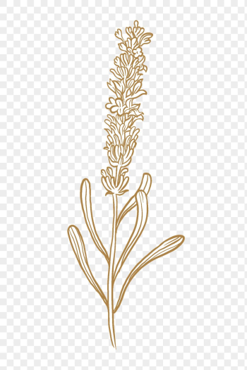 Lavender png flower collage element, | Free PNG Sticker - rawpixel Lavender png flower collage element, | Free PNG Sticker - rawpixel