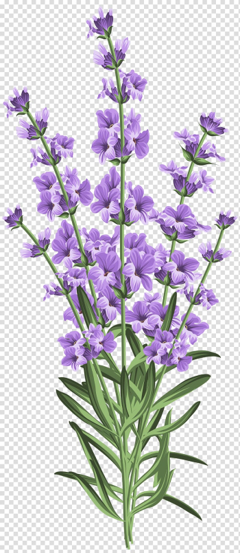 Lavender Wedding invitation Flower , lavender transparent background PNG clipart Lavender Wedding invitation Flower , lavender transparent background PNG clipart