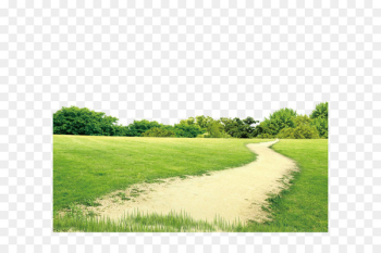 Lawn Download - Flowers,lawn,the way Lawn Download - Flowers,lawn,the way