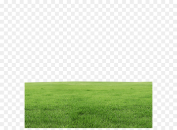 Lawn - Grass Lawn - Grass