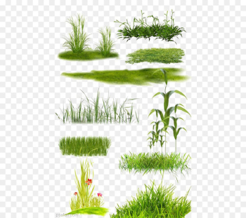 Lawn - Grassland Collection Lawn - Grassland Collection